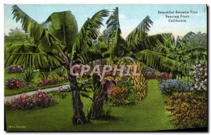 Postcard Beautiful Banana Tree Bearing Fruit California