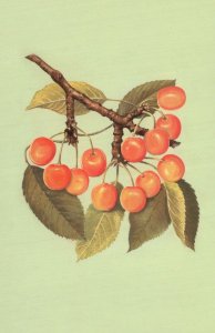 Bunch Of 1950s Cherry Cherries Fruit Childrens Ladybird Book Postcard