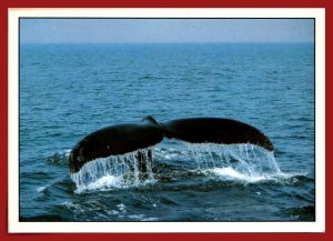 Maine - Whale Watching Off The Coast - [ME-276X]