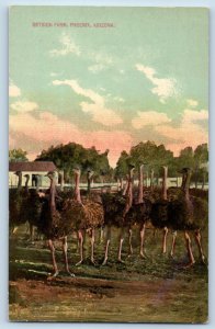 Phoenix Arizona Postcard Ostrich Farm Exterior View Animal c1910 Vintage Antique