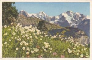 Switzerland Eiger Monch und Jungfrau Chrysanthemum Leucanthemum Alpine Flowers