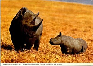 VINTAGE CONTINENTAL SIZE POSTCARD BLACK RHINOCEROS AND HER YOUNG CALF AFRICA