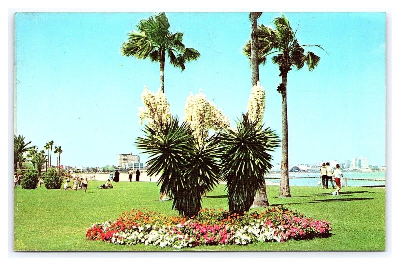 Cole Park Corpus Christi Texas Postcard