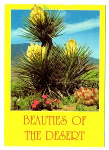 Beauties of the Desert, Flowering Cacti
