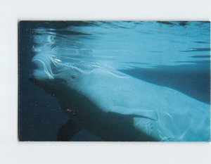 Postcard The beluga (white) whale, James Bay, Canada