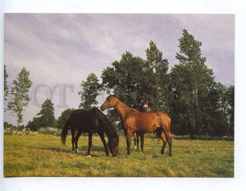 218653 POLAND HORSES old photo postcard