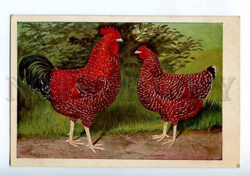 214888 Gesprenkelte Sussex Hen Rooster breed by ZANDER old