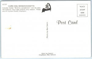 Postcard - Canada Geese Branta canadensis, Oyster Pond, Cape Cod - Chatham, MA