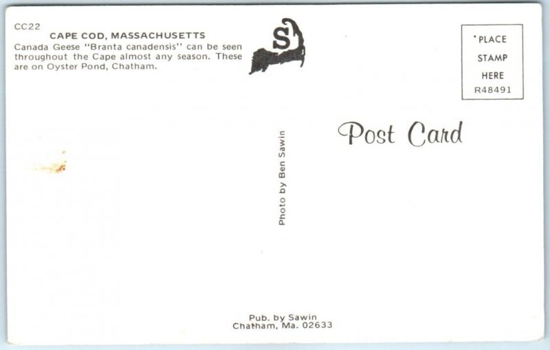 Postcard - Canada Geese Branta canadensis, Oyster Pond, Cape Cod - Chatham, MA