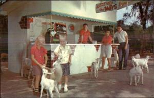 Tommy Bartlett's Deer Ranch Silver Springs FL Bottle Feed the Animals Postcard