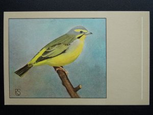 Bird Theme GREEN SINGING FINCH c1950s Postcard by P. Sluis Series 6 No.71