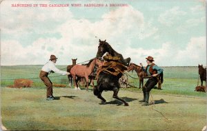 Ranching in the Canadian West Saddling a Broncho Horse Cowboys 1912 Postcard H12