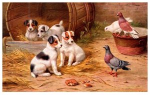 Dog ,  Puppy and pigeons