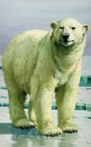 1970s Polar Bear Painting Childrens Ladybird Book Postcard