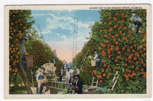 A Busy Day In An Orange Grove, Florida