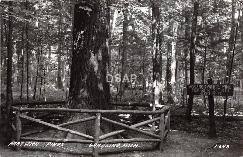 C40/ Grayling Michigan Mi Interior RPPC Postcard c1940s Hartwick Pines Monarch