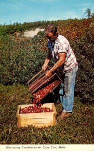 Massachusetts Cape Cod Harvesting Cranberries