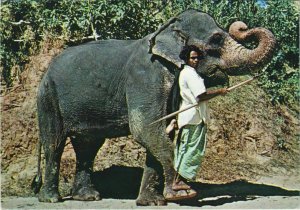 CPM Kandy - Elephant and Mahout CEYLON SRI LANKA (1086103)