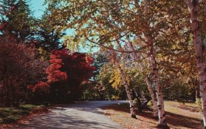 Postcard A Winding Road To Adventure Under Sunny Blue Skies Dexter Scenes