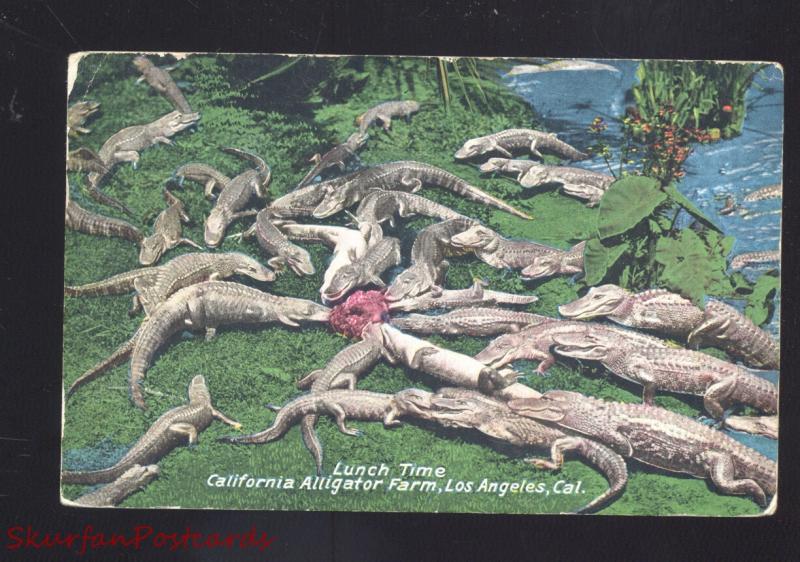 LOS ANGELES CALIFORNIA ALLIGATOR FARM LUNCH TIME ANTIQUE VINTAGE POSTCARD