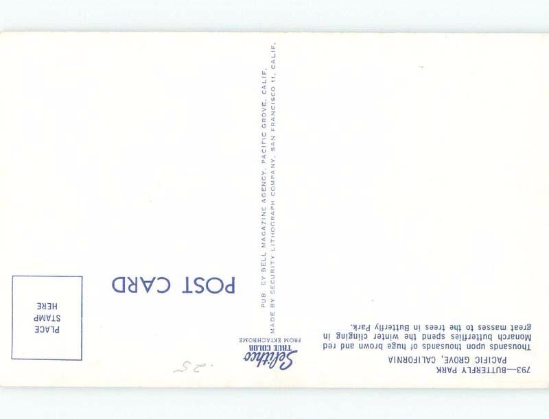 Pre-1980 MONARCH BUTTERFLIES AT BUTTERFLY PARK Carmel & Monterey CA c7597