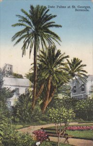 Bermuda Date Palms at St Georges 1933