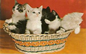 Two nice American cats Postcards