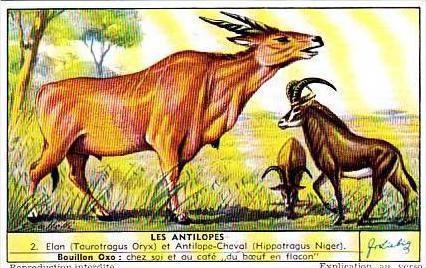 Liebig Trade Card S1559 Antelopes No 2 Elan