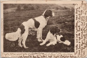 Two Gordon Setters Dogs Wrench Series 1858 c1904 Postcard H21