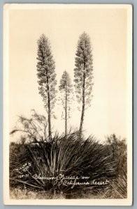 Postcard RPPC c1930s California Desert Blooming Yuccas Nielsen Cino Photo