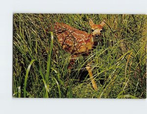 Postcard I'm Lonesome Fawn in the Field