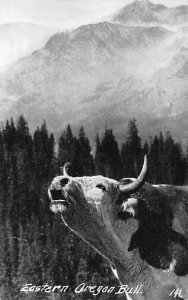 Eastern Oregon Bull  