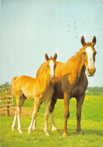 B98485 hannover germany horse chaveaux germany  animals animaux