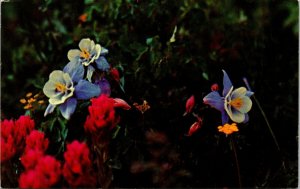 Columbine Aquilegia Coerulia State Flower Colorado Postcard PM Burlington Cancel 