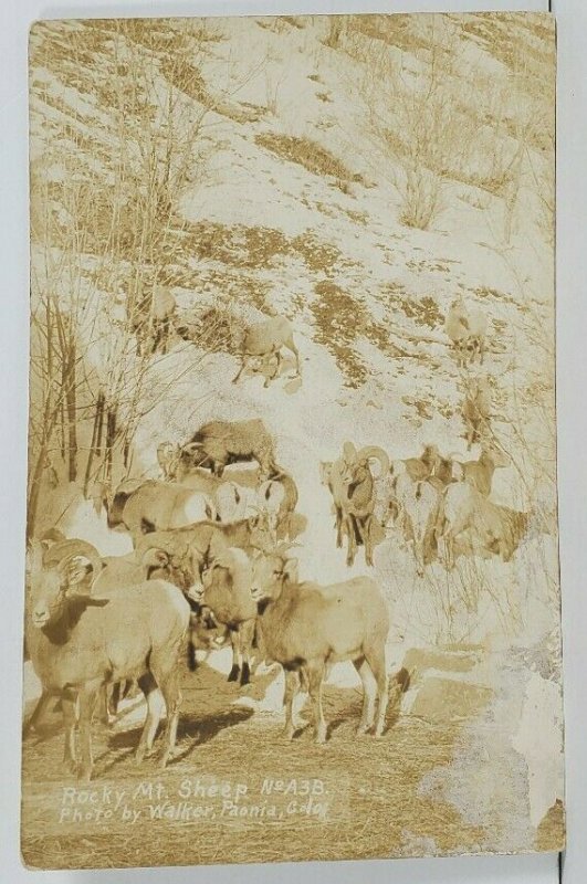 Rppc Rocky Mountain Sheep Photo by Walker, Paonia Colorado c1920s  Postcard O15