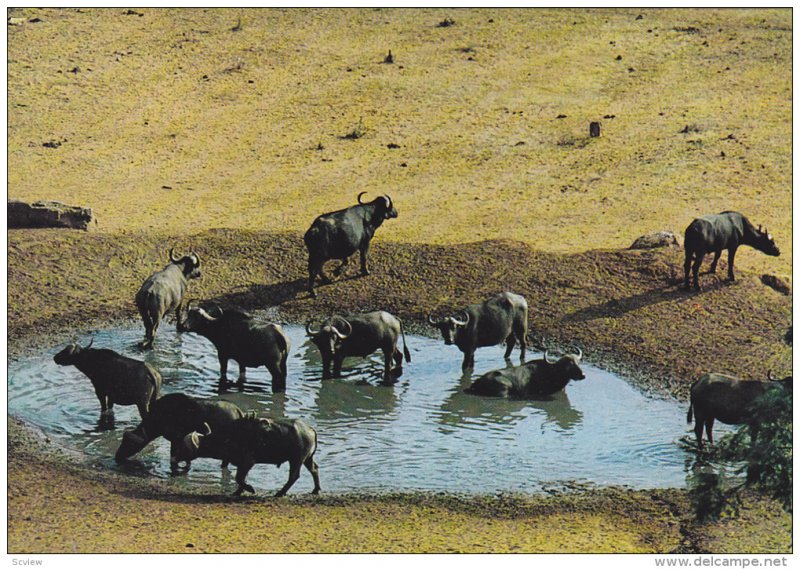 Wildlife of East Africa , Buffalos , 50-70s