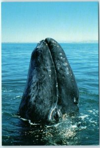 A newborn gray whale spy hopping in the San Ignacio Lagoon - Mulegé, Mexico