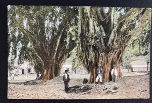 Mint South Africa Picture Postcard Waringinboomen  Natives And tree