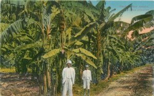C-1910 Caribbean Jamaica Bahama Plantation Duperly & Son Postcard 22-11055