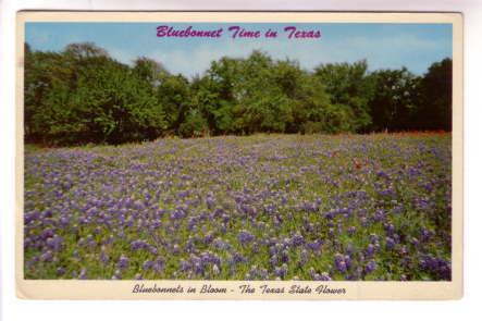 Bluebonnet Flower Time in Texas, Offical State Flower Seal