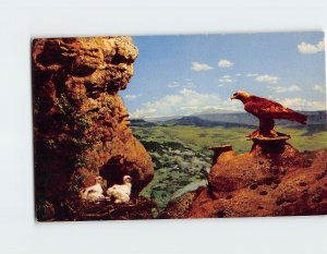 Postcard Golden Eagle And Its Young, Denver Museum of Natural History, Colorado