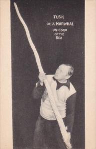 Tusk Of A Narwhal Unicorn Of The Sea Ripley Oditorium Museum New York City