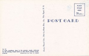 Golden Autumn Woods Reflected in Limpid Waters - Trees