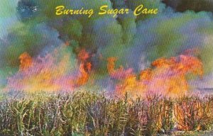 Florida Lake Okeechobee Burning Sugar Cane