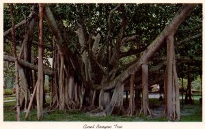 Giant Banyan Tree,FL