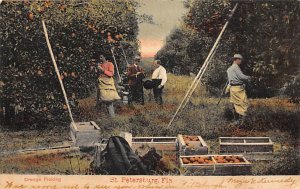 Orange Picking  St Petersburg FL