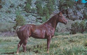 Purebred Quarter Horse Stallion