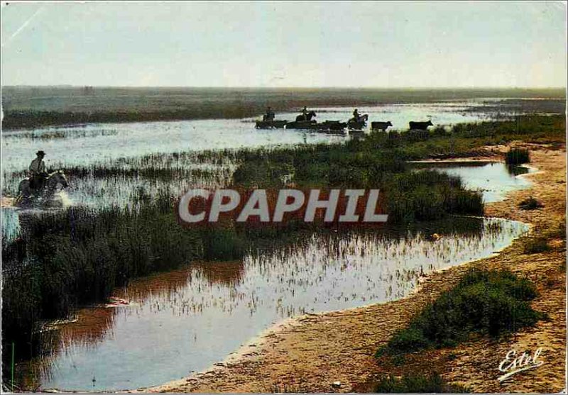 Postcard Modern Guardian and Camargue bulls in the swamps