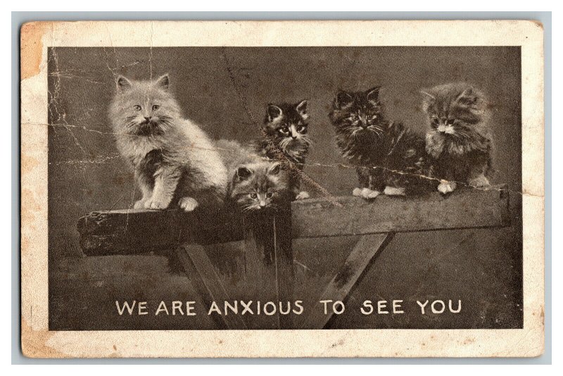 c1912 Postcard We Are Anxious To See You Vtg. Standard View Card Cats On A Post