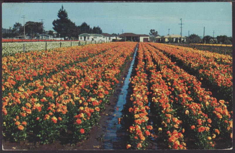 Flowers,Southern,CA Postcard BIN